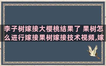 李子树嫁接大樱桃结果了 果树怎么进行嫁接果树嫁接技术视频,嫁接方法图解